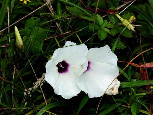 {Ipomoea pandurata}